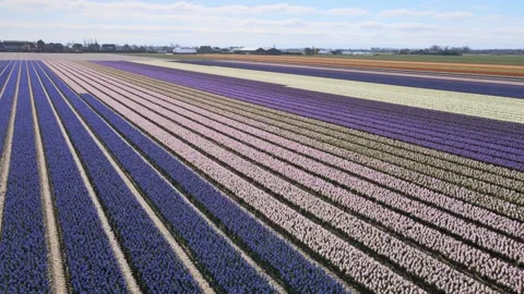 Aerial view of flowering hyacinth fields, holland Stock-Footage 244449533