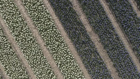 Aerial view of flowering hyacinth fields, holland Stock Footage 244449621