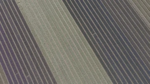 Aerial view of flowering hyacinth fields, holland Stock-Footage 244449811