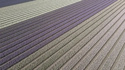 Aerial view of flowering hyacinth fields, holland Video stock 244450256