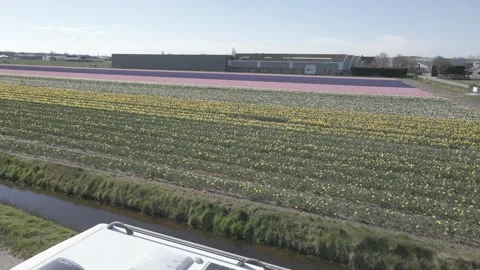 Aerial view of flowering hyacinth fields, holland Video stock 244450388