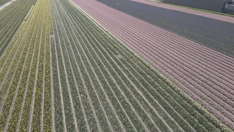 Aerial view of flowering hyacinth fields, holland Stock Footage 244450458