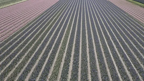 Aerial view of flowering hyacinth fields, holland Stock-Footage 244450663