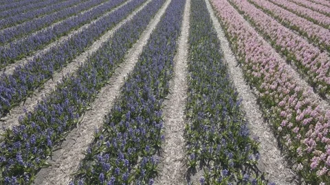 Aerial view of flowering hyacinth fields, holland Stock Footage 244450824