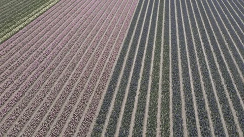 Aerial view of flowering hyacinth fields, holland Stock Footage 244451060