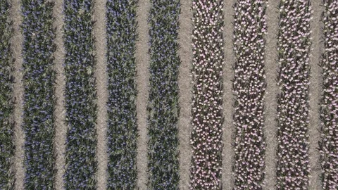 Aerial view of flowering hyacinth fields, holland Stock Footage 244451272