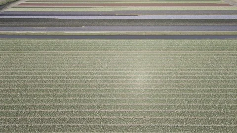 Aerial view of flowering hyacinth fields, holland Stock Footage 244451616