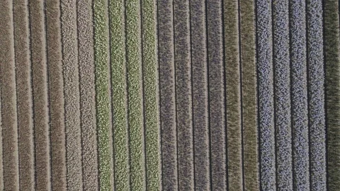 Aerial view of flowering hyacinth fields, holland Stock-Footage 244451898