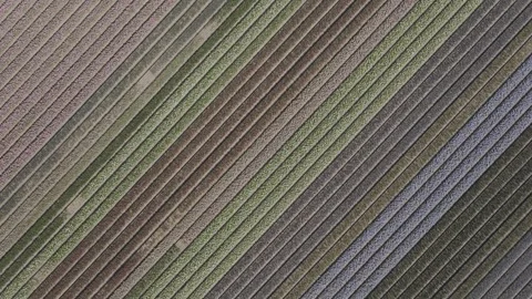 Aerial view of flowering hyacinth fields, holland Stock-Footage 244452234