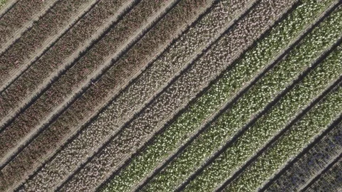 Aerial view of flowering hyacinth fields, holland Stock Footage 244452409