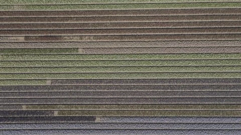 Aerial view of flowering hyacinth fields, holland Video stock 244452604