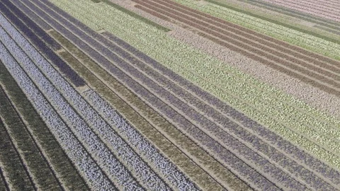 Aerial view of flowering hyacinth fields, holland Stock Footage 244452847