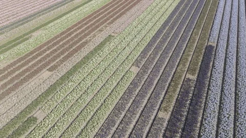 Aerial view of flowering hyacinth fields, holland Stock Footage 244453119