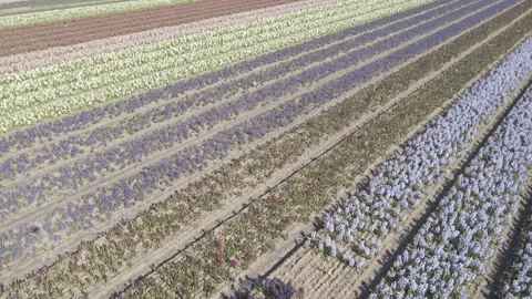 Aerial view of flowering hyacinth fields, holland Video stock 244453258