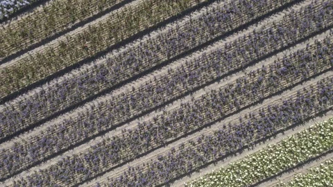 Aerial view of flowering hyacinth fields, holland Video stock 244453469