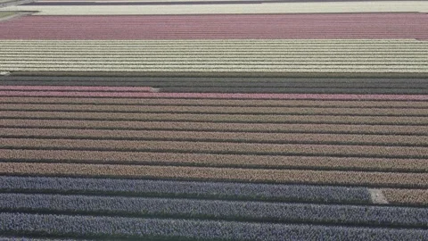 Aerial view of flowering hyacinth fields, holland Stock-Footage 244453639