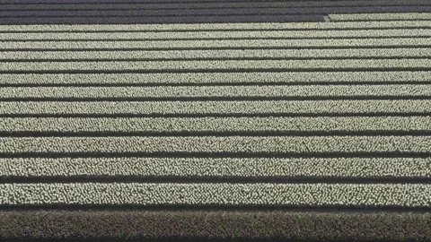 Aerial view of flowering hyacinth fields, holland Stock Footage 244453903