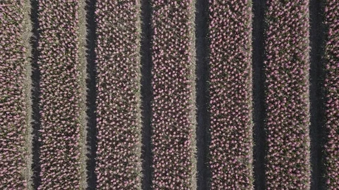 Aerial view of flowering hyacinth fields, holland Stock Footage 244454364