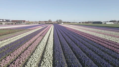 Aerial view of flowering hyacinth fields, holland Stock Footage 244456217