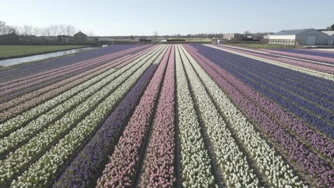 Aerial view of flowering hyacinth fields, holland Stock Footage 244456314