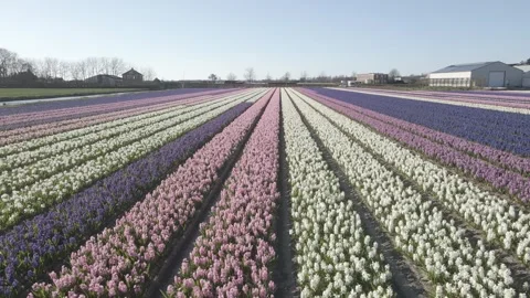 Aerial view of flowering hyacinth fields, holland Stock Footage 244456545