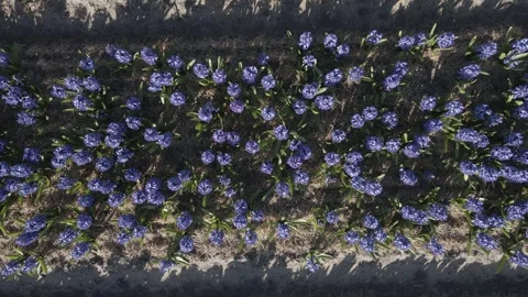 Aerial view of flowering hyacinth fields, holland Stock Footage 244456846
