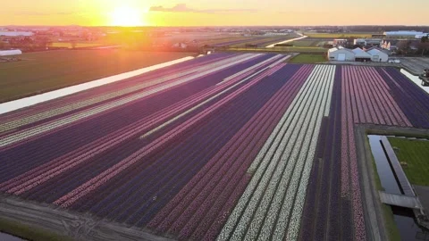 Aerial view of flowering hyacinth fields, holland Stock Footage 244457159
