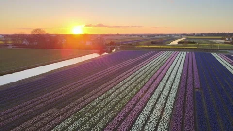 Aerial view of flowering hyacinth fields, holland Stock Footage 244457446