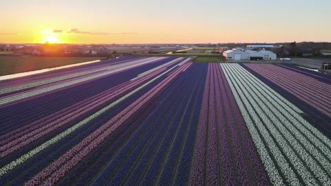 Aerial view of flowering hyacinth fields, holland Stock Footage 244457778