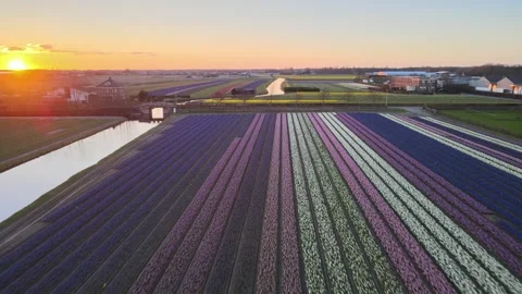 Aerial view of flowering hyacinth fields, holland Stock Footage 244457905