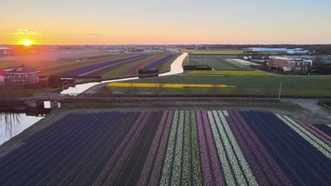 Aerial view of flowering hyacinth fields, holland Stock Footage 244458510