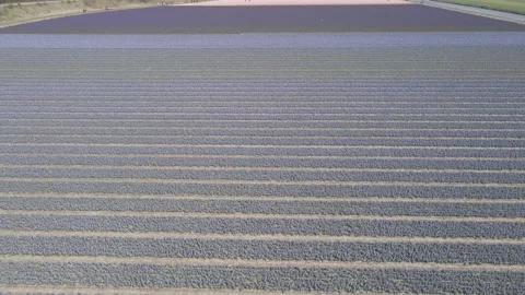 Aerial view of flowering hyacinth fields, holland Stock Footage 244458694