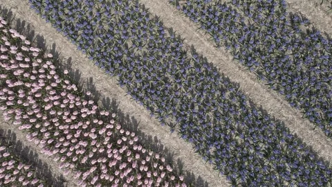 Aerial view of flowering hyacinth fields, holland Stock Footage 244458849