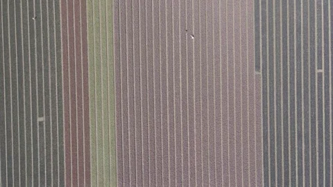 Aerial view of flowering hyacinth fields, holland Stock Footage 244458904