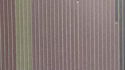 Aerial view of flowering hyacinth fields, holland Stock Footage 244461946