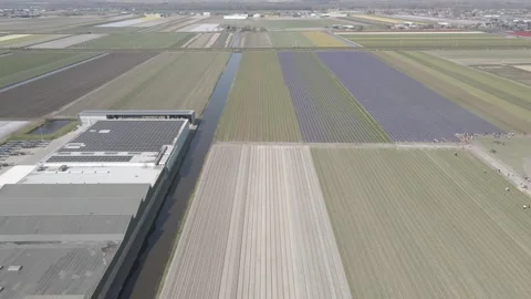 Aerial view of flowering hyacinth fields, holland Stock Footage 244462835