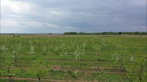 Aerial view of flowering orchards. Overcast weather. Video stock 109410148