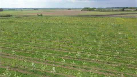 Aerial view of flowering orchards. Overcast weather. Stock Footage 109410164