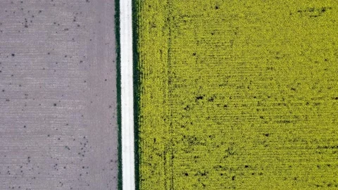 Aerial view of flowering rapeseed fields and a dirt road in Switzerland Stock Footage 154486345