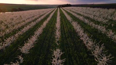 Aerial view of flowering trees field Stock Footage 242919735