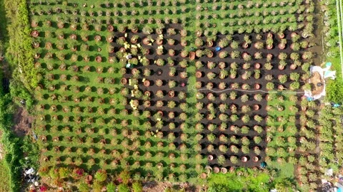 Aerial view flowers field in Sa Dec Stock Footage 168653653