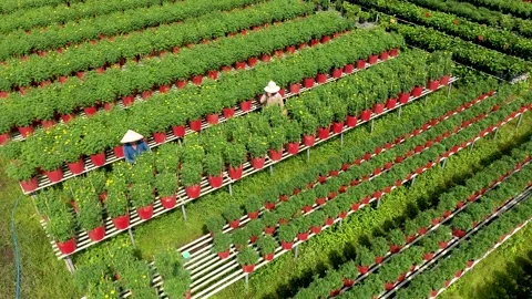 Aerial view flowers field in Sa Dec Stock Footage