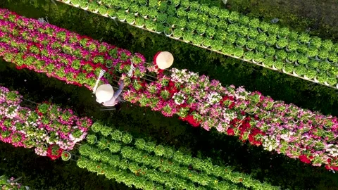 Aerial view flowers field in Sa Dec Stock Footage 168654053