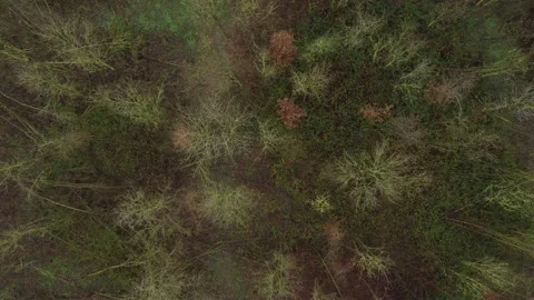 Aerial view flowing over an empty almost dead leafless forest Stock Footage 142749710