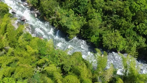 Aerial View of Flowing River Surrounded by Lush Jungle in Remote Rainforest Stock Footage 306784489