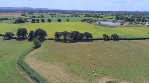 Aerial view, fly backwards move. plains and sheep flock between green fields. Stock Footage 93485268