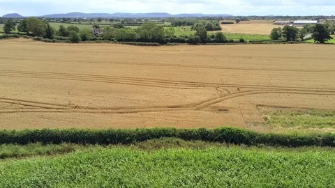 Aerial view, fly forward move. Yellow and orange wheat or rye field Stock-Footage 93060599