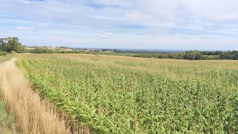 Aerial view, fly forward move low above fresh green corn field with hazy hori Stock Footage 95559259