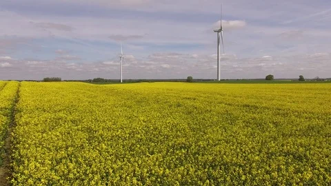 Aerial view fly over canola fields with wind turbines in the background Stock Footage 75474520