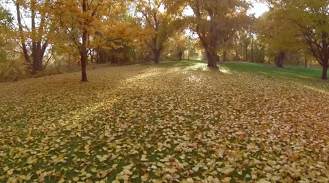 Aerial view fly over of leaves in a park flying toward sunset Stock Footage 32243076